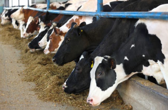 Mad cow disease found in cow on Dutch farm during routine tests