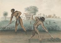 Slaves on a plantation in Suriname. Photo: Rijksmuseum