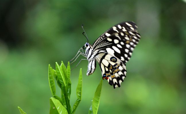 Lime Swallowtail (Papilio demoleus), an introduced species from Asia. Papilio demoleus is present on St. Maarten and one of the seven new species records for St. Eustatius. Photo credit: Binoy JS
