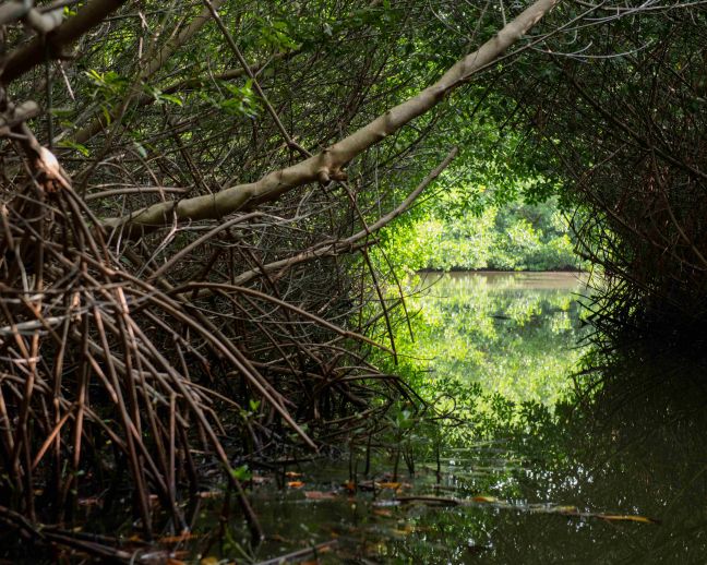 Red mangrove. Photo Credit Hans Smulders