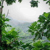 DCNA funds over $670,000 to restore forests, mangroves and coastal ecosystems across the Dutch Caribbean