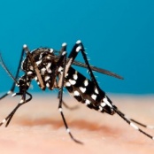 CPS reminds community to take measures to prevent mosquito breeding after rainfall events